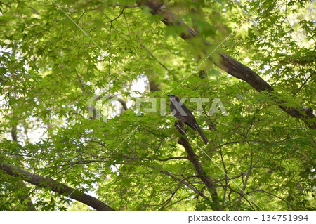 在森林中發現的野生鳥類(棕耳鵯) 在森林中發現的野生鳥類(棕耳鵯) 134751994