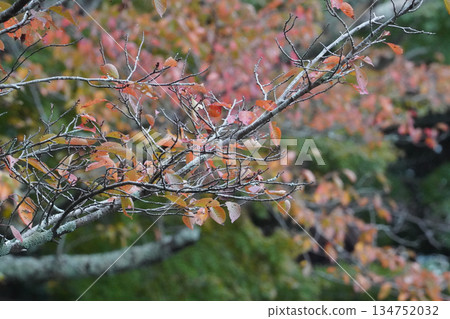 Autumn leaves of cherry blossoms in the grounds of Daikakuji Temple, Kyoto 134752032