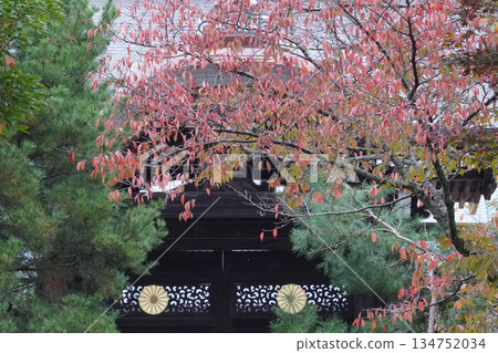 京都大覺寺內櫻花盛開的秋葉 京都大覺寺內櫻花盛開的秋葉 134752034