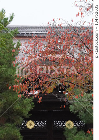 京都大覺寺內櫻花盛開的秋葉 京都大覺寺內櫻花盛開的秋葉 134752035