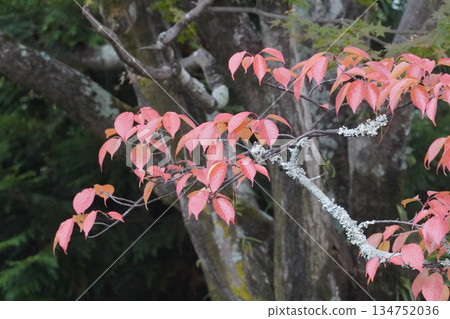 Autumn leaves of cherry blossoms in the grounds of Daikakuji Temple, Kyoto 134752036