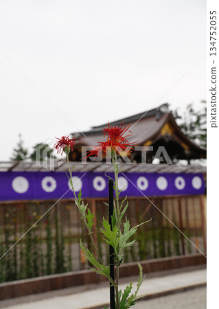Scenery of the grounds of Daikakuji Temple, Kyoto 134752055