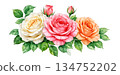 watercolor rose with leaves and rose 134752202