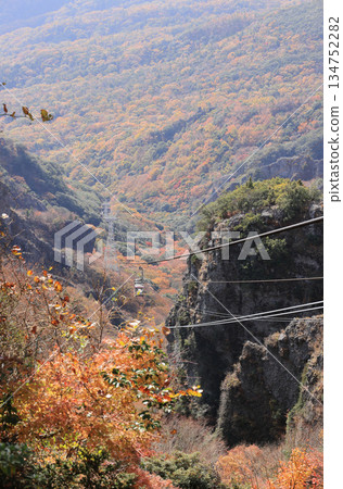 Shodoshima in late autumn, a ropeway gondola passing through the autumn leaves of Kankakei Gorge (from the ropeway station) 134752282