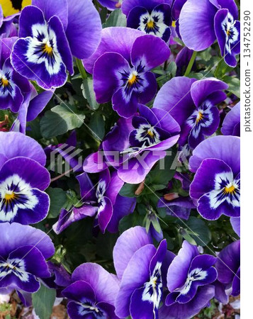一叢鮮豔的紫色三色堇 134752290
