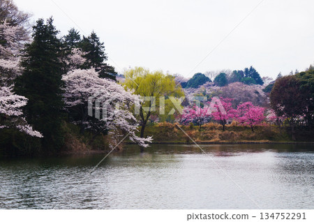 春日公園景色,池塘邊盛開著五彩繽紛的櫻花。 春日公園景色,池塘邊盛開著五彩繽紛的櫻花。 134752291