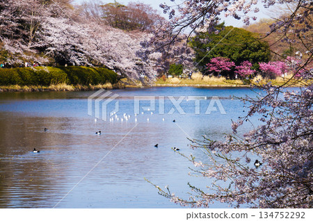 春意盎然的公園美景,池塘裡水鳥嬉戲,櫻花盛開。 春意盎然的公園美景,池塘裡水鳥嬉戲,櫻花盛開。 134752292