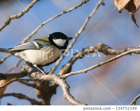 Tits fringing on branches Tits fringing on branches 134752349