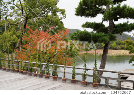 京都大覺寺大澤池的秋景 京都大覺寺大澤池的秋景 134752667