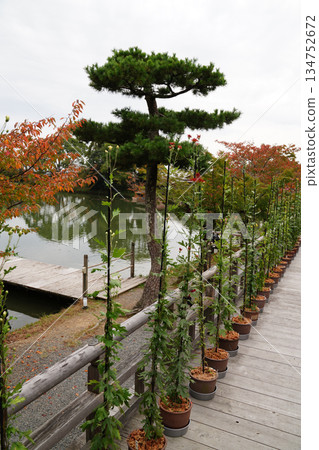 京都大覺寺大澤池的秋景 134752672
