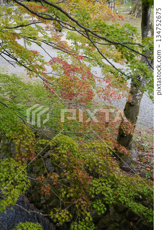 京都大覺寺寺院景色 京都大覺寺寺院景色 134752675