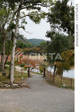 京都大覺寺大澤池的秋景 134752676