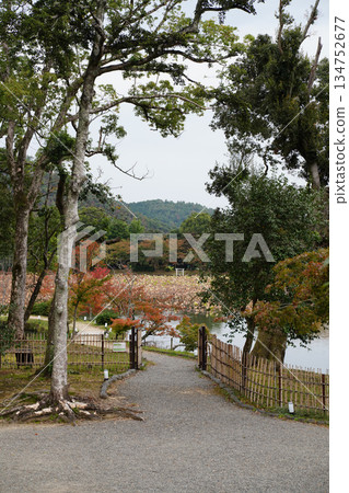 京都大覺寺大澤池的秋景 京都大覺寺大澤池的秋景 134752677