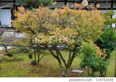 京都大覺寺寺院景色 京都大覺寺寺院景色 134752689