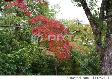 京都大覺寺寺院景色 134752691