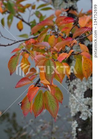 Autumnal cherry trees in the grounds of Daikakuji Temple, Kyoto 134752699