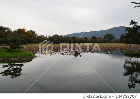 京都大覺寺大澤池的秋景 京都大覺寺大澤池的秋景 134752707