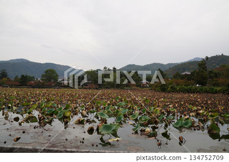 Autumn scenery of Osawa Pond at Daikakuji Temple in Kyoto Autumn scenery of Osawa Pond at Daikakuji Temple in Kyoto 134752709