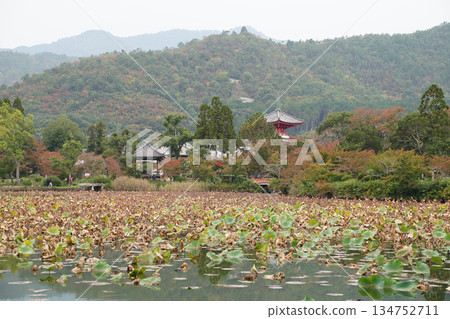 Autumn scenery of Osawa Pond at Daikakuji Temple in Kyoto 134752711