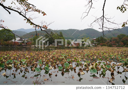 Autumn scenery of Osawa Pond at Daikakuji Temple in Kyoto 134752712