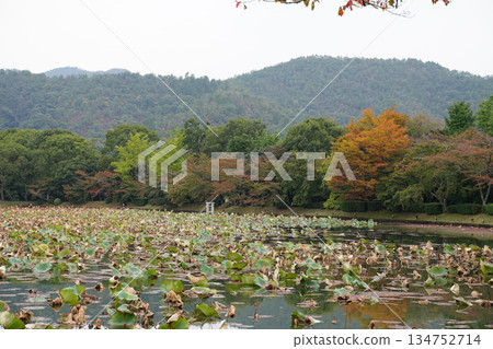 Autumn scenery of Osawa Pond at Daikakuji Temple in Kyoto 134752714