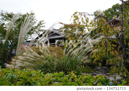 Japanese pampas grass in the grounds of Daikakuji Temple, Kyoto 134752715