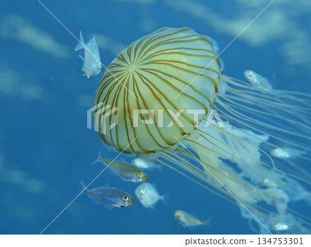 Jellyfish swimming in the blue sea Jellyfish swimming in the blue sea 134753301
