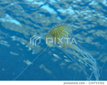 水母在蔚藍的大海中游動 134753302