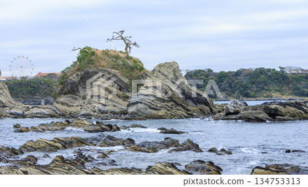 三浦半島荒崎公園的冬季 三浦半島荒崎公園的冬季 134753313