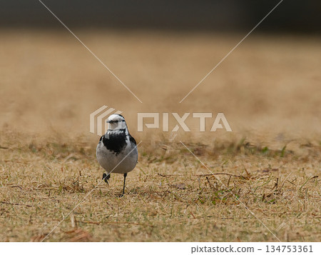 Black-backed wagtail looking for food 134753361