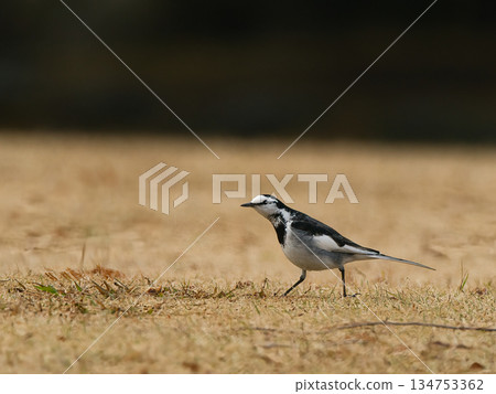 Black-backed wagtail looking for food Black-backed wagtail looking for food 134753362