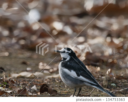 White Wagtail searching for food on the ground White Wagtail searching for food on the ground 134753363