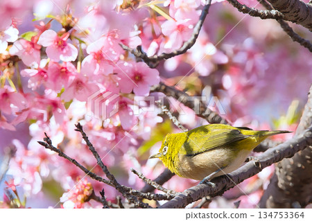 White-eye that perches on Kawazu cherry blossoms White-eye that perches on Kawazu cherry blossoms 134753364