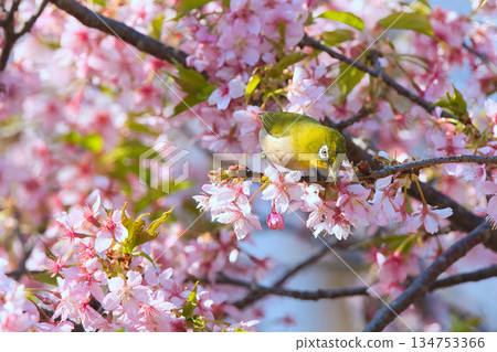 Japanese white-eyes playing with cherry blossoms in full bloom 134753366