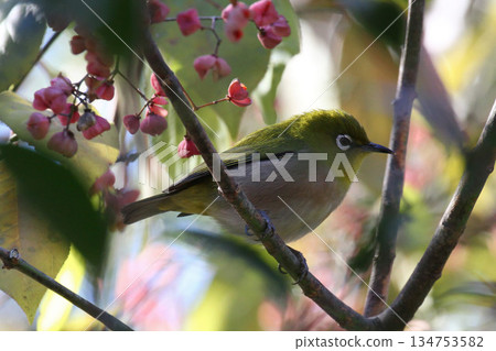 東高根森林公園的冬日色彩與日本繡眼鳥— 東高根森林公園的冬日色彩與日本繡眼鳥— 134753582