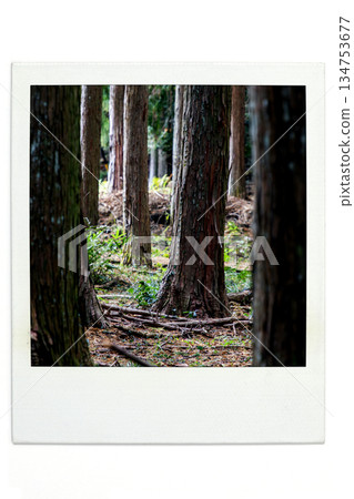 Forest image polaroid style Forest image polaroid style 134753677