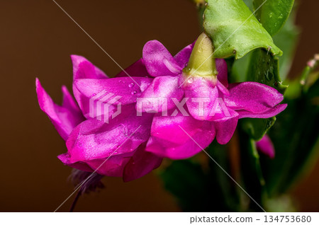 Vibrant Christmas Cactus Blooms and Buds on Brown Earthy Background Vibrant Christmas Cactus Blooms and Buds on Brown Earthy Background 134753680