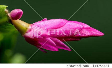 Magenta Christmas Cactus Flower Macro on Dark Green Magenta Christmas Cactus Flower Macro on Dark Green 134753681