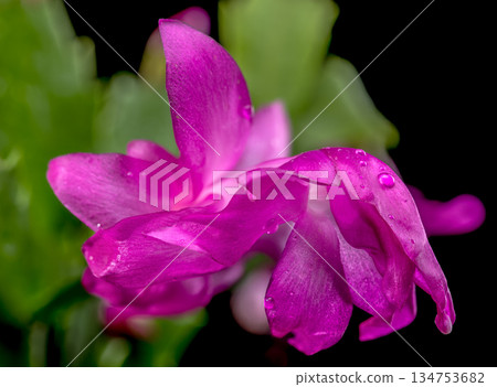 Magenta Christmas Cactus Flowers and Buds on Black Background 134753682