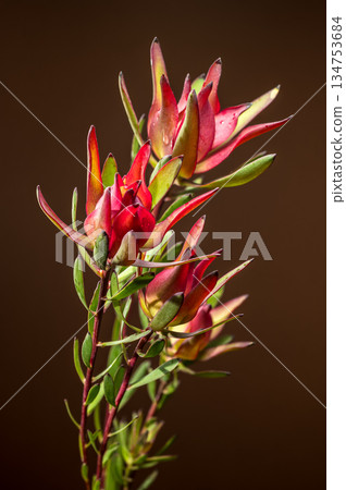 Vibrant Pink and Green Leucadendron Flowers Against Dark Background Vibrant Pink and Green Leucadendron Flowers Against Dark Background 134753684