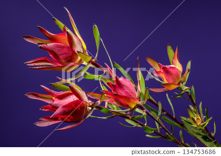 Pink and Green Leucadendron Stems Against a Royal Purple Backdrop Pink and Green Leucadendron Stems Against a Royal Purple Backdrop 134753686