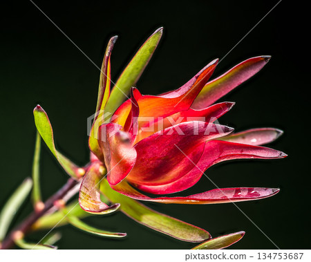 Dramatic Single Leucadendron Flower Bud Glowing Against Black Background Dramatic Single Leucadendron Flower Bud Glowing Against Black Background 134753687