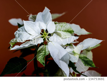 White Poinsettia Bracts Against a Warm Earthy Brown Background 134753691