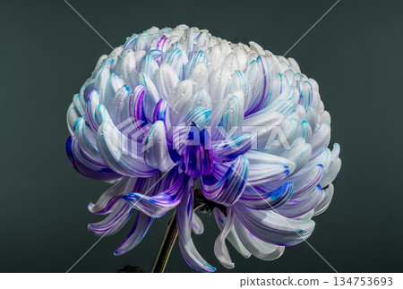 Unique white chrysanthemum flower with vivid blue and purple stripes 134753693