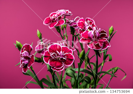 Bright crimson and pink carnations on a bold fuchsia-magenta backdrop 134753694