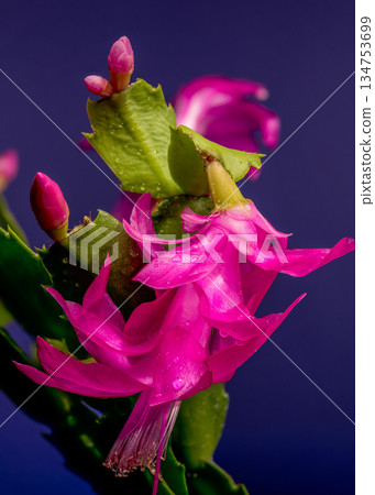 Vibrant Magenta Christmas Cactus Bloom with Dew Drops, Macro on Dark Background Vibrant Magenta Christmas Cactus Bloom with Dew Drops, Macro on Dark Background 134753699