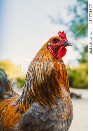 A breathtaking closeup of a strikingly colorful rooster, showcasing its vibrant plumage and distinctive red comb, set against a beautifully blurred natural background filled with greenery and life A breathtaking closeup of a strikingly colorful rooster, showcasing its vibrant plumage and distinctive red comb, set against a beautifully blurred natural background filled with greenery and life 134753897