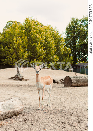 The Graceful Gazelle in Its Natural Habitat An Absolutely Stunning Encounter with Wildlife That You Wont Forget, Showcasing the Beauty of This Magnificent Animal in Its Ecosystem 134753898