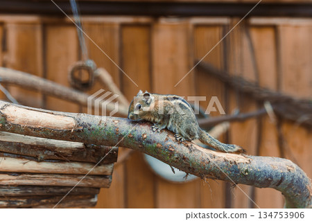 A curious squirrel energetically explores a branch, joyfully engaged in its vibrant habitat, surrounded by the breathtaking beauty of nature and diverse ecosystems enriching its daily life 134753906