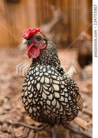 An Elegant Black and Gold Chicken, with Intricate Feather Patterns, graces a serene Natural Environment, symbolizing the rich biodiversity of avian life and the beauty of birds in our ecosystems 134753907